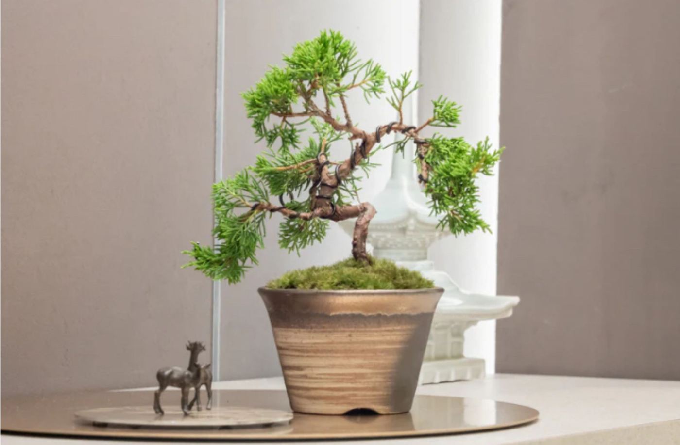 Authentic Bonsai Art Experience: Direct Access from Tokyo Station
