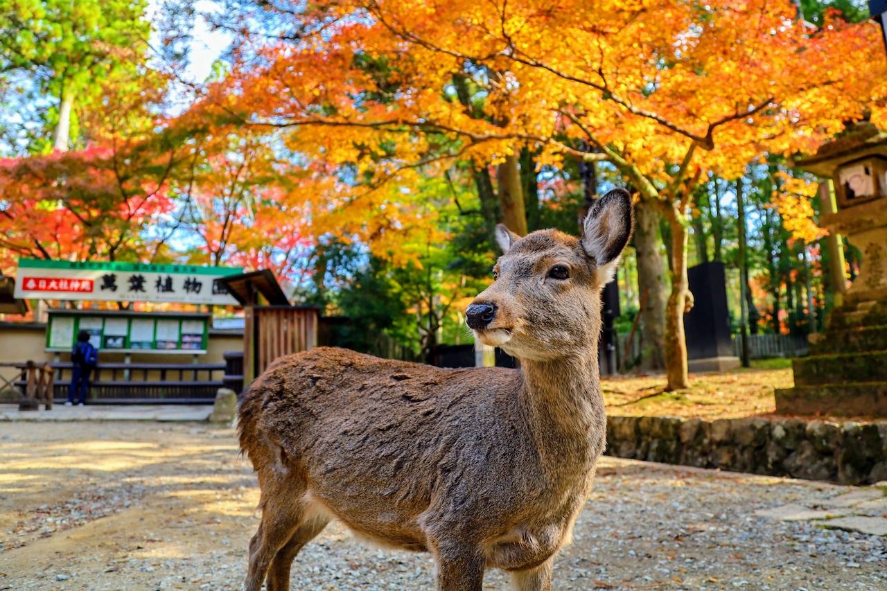 HISTORICAL NARA & KYOTO 1 Day Bus Tour
