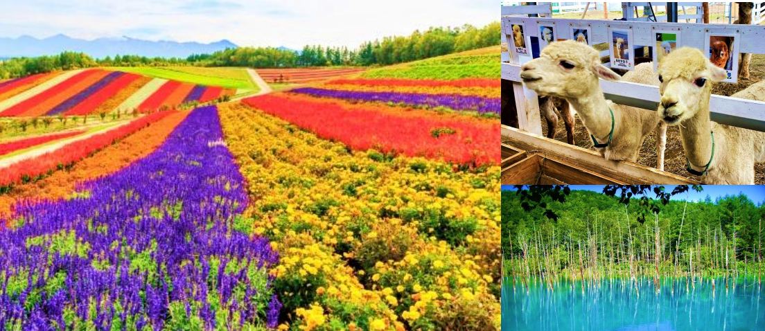 Farm Tomita, Shikisai-no-Oka and Blue Pond Tour (Multilingual Audio Tour)