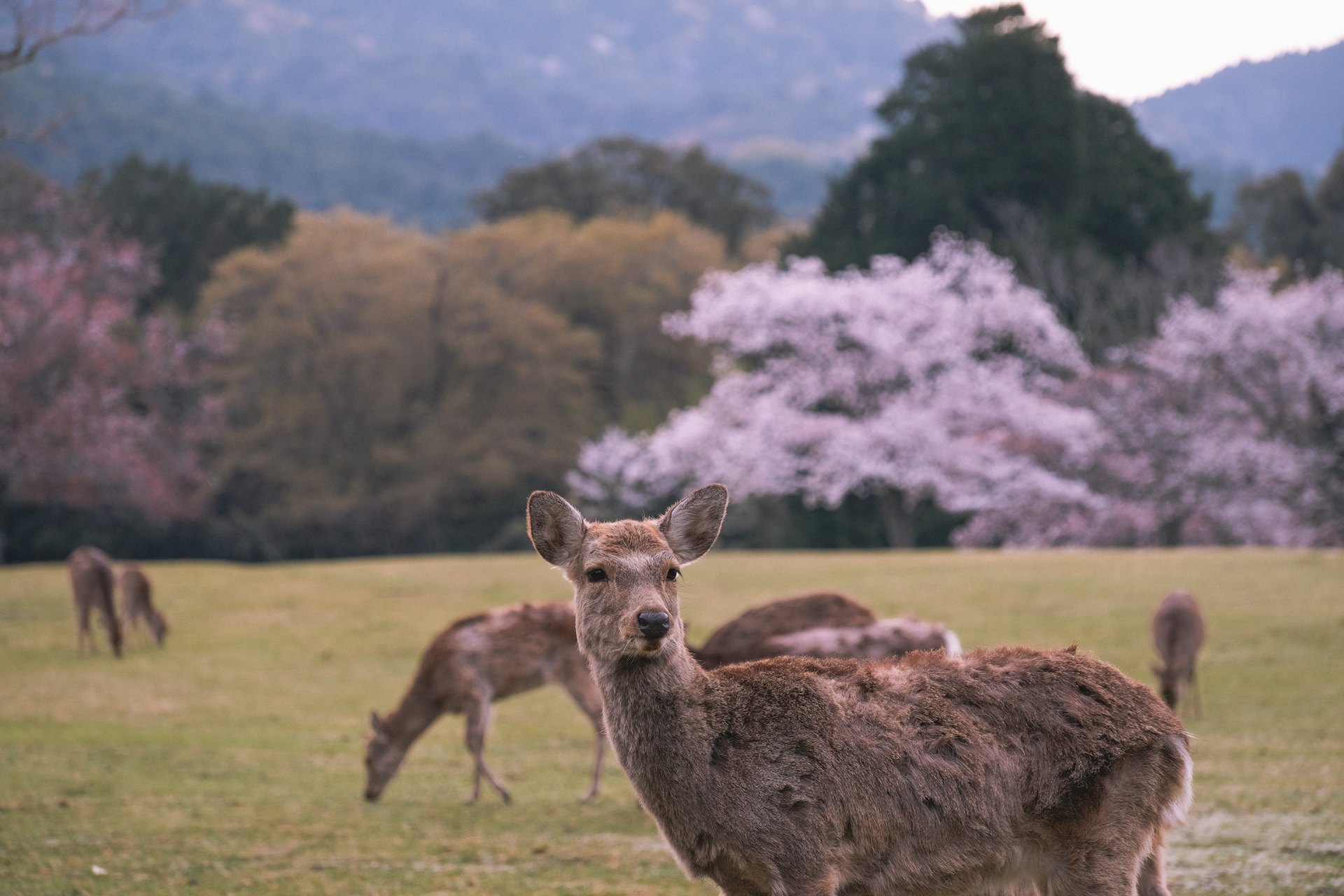 Friendly deer at Nara Park — a family favourite